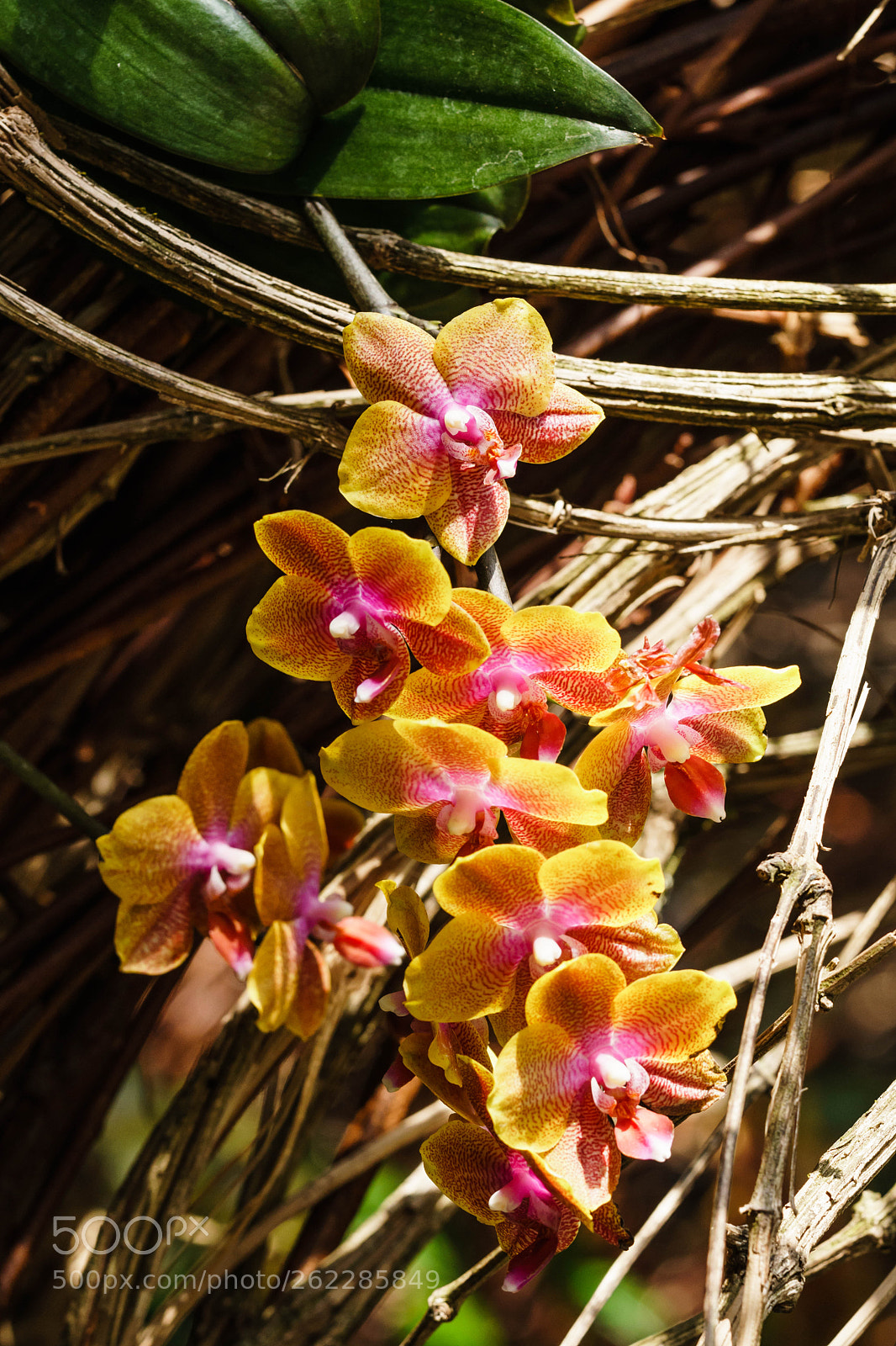 Sony a6300 sample photo. Orchids iv photography