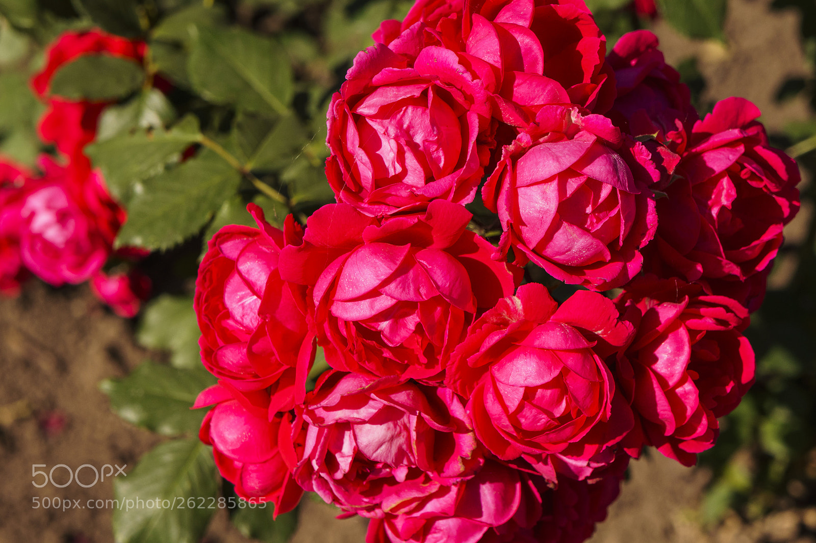 Sony Alpha NEX-5 sample photo. A whole bouquet of photography