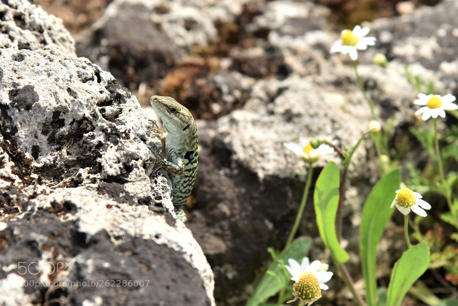 Nikon D810 + Nikon AF-S Nikkor 24-120mm F4G ED VR sample photo. Italian wall lizard photography