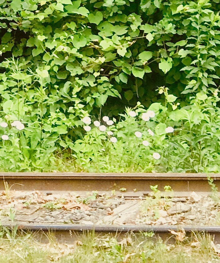 Apple iPhone 7 Plus sample photo. Flowers across the tracks photography