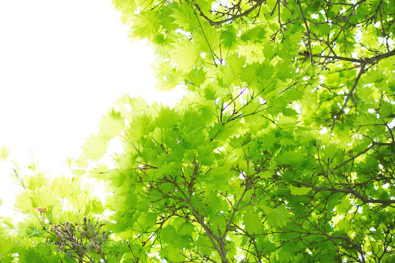 Nikon D3300 sample photo. The maple tree... photography