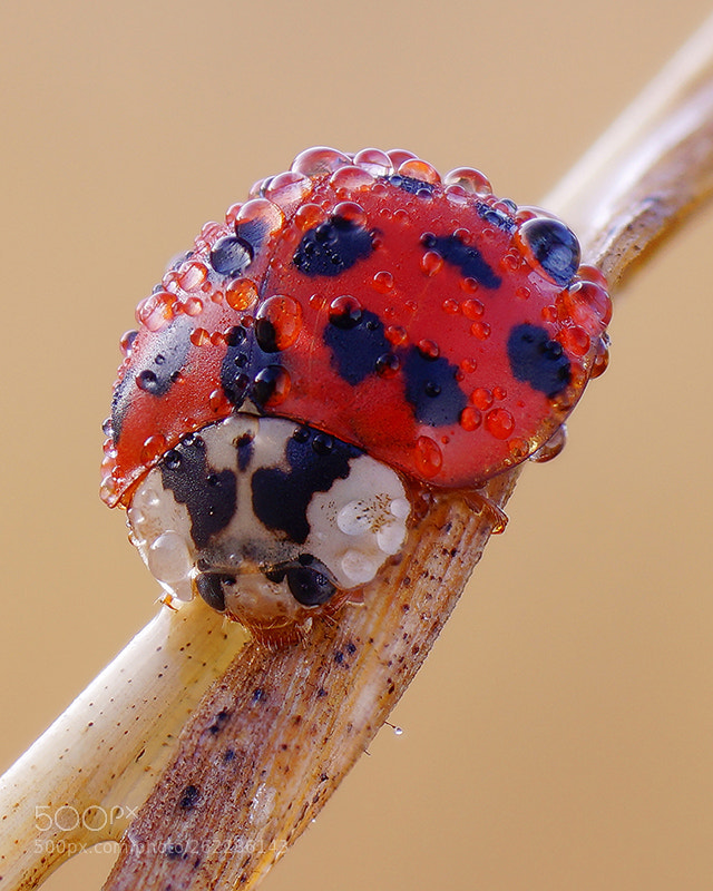 Sony SLT-A58 sample photo. Ladybug photography