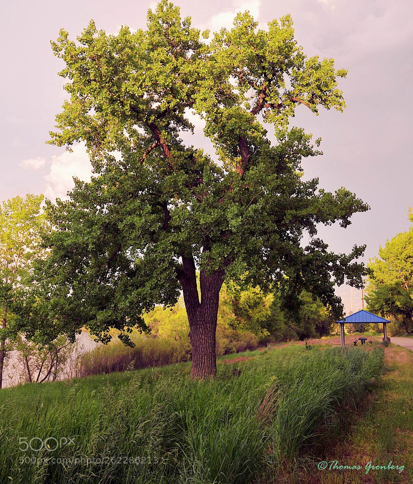 Nikon D300 sample photo. Big tree by the photography