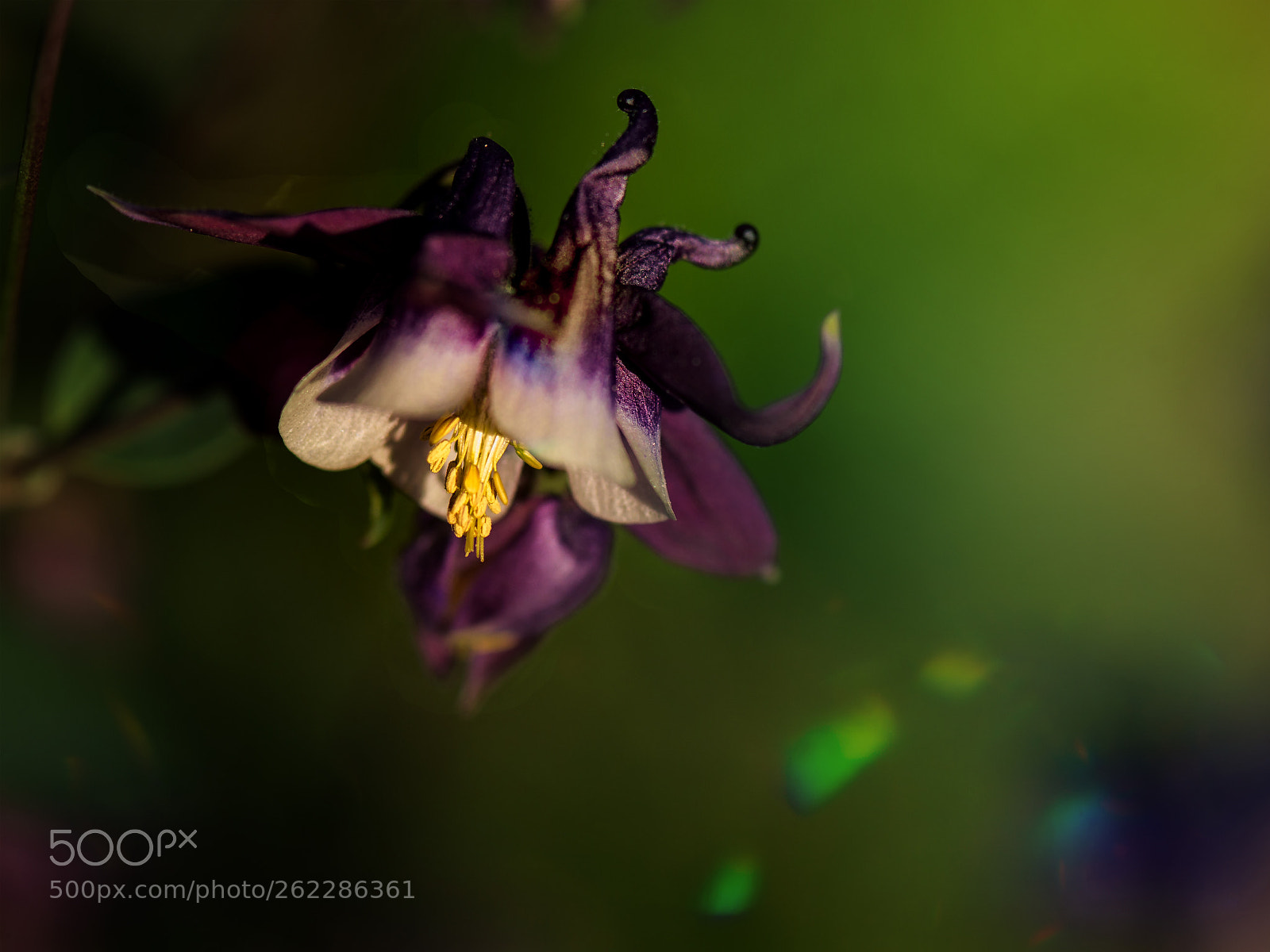 Nikon D4 sample photo. Wild columbines photography