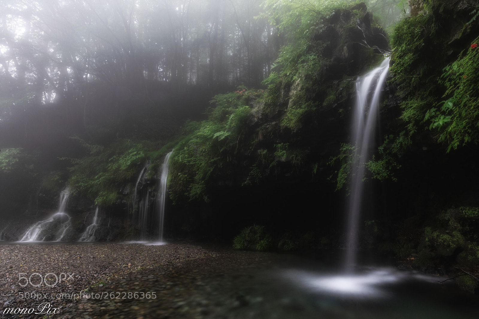 Sony a7R III sample photo. In the foggy forest photography