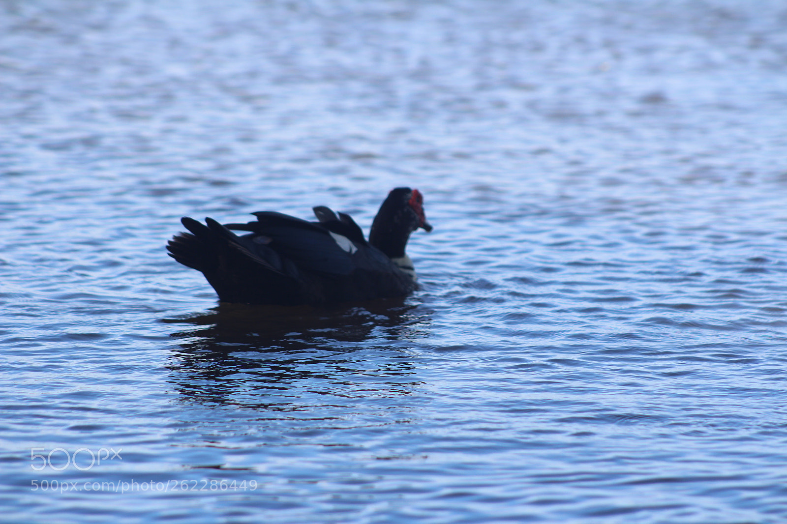 Canon EOS 700D (EOS Rebel T5i / EOS Kiss X7i) + Canon EF 75-300mm f/4-5.6 sample photo. Water bird photography