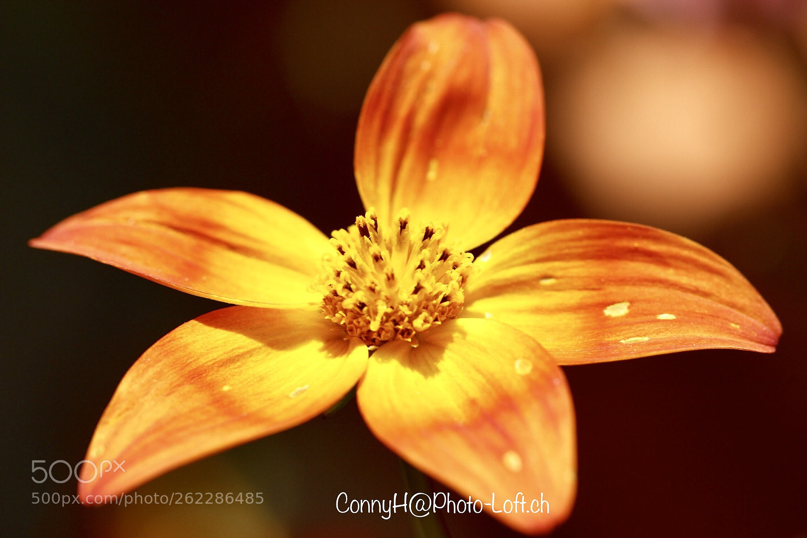 Canon EOS 650D (EOS Rebel T4i / EOS Kiss X6i) sample photo. Flower photography