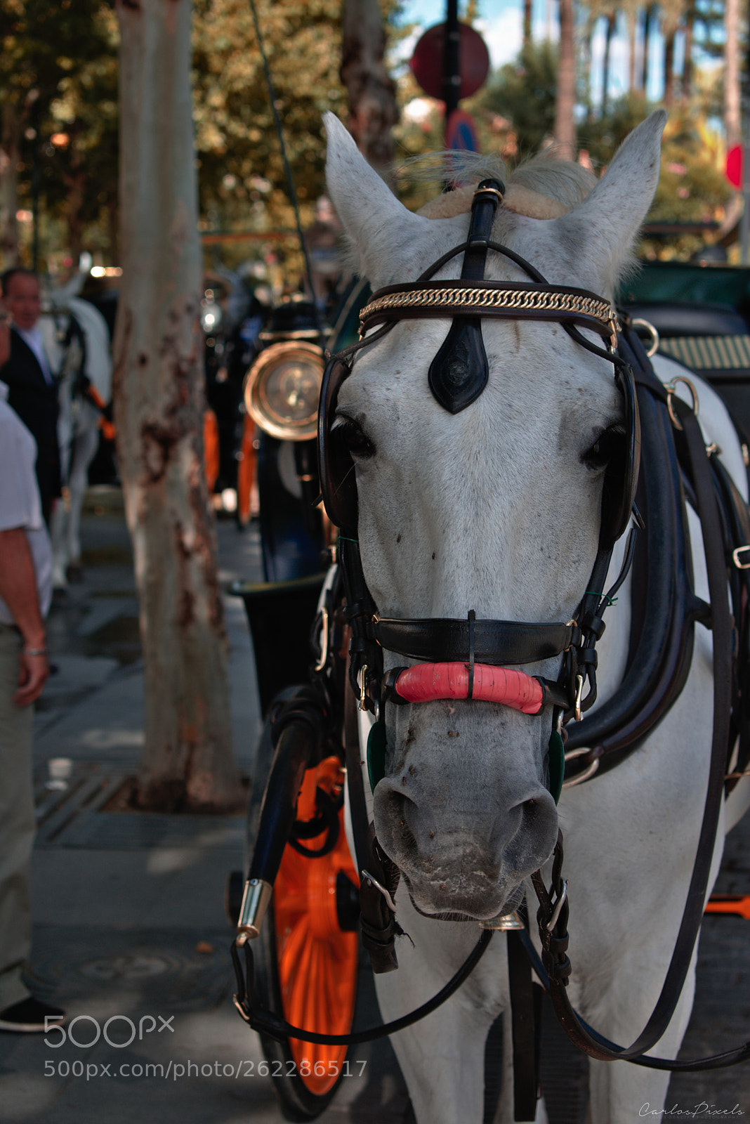 Nikon D3400 sample photo. Horse photography