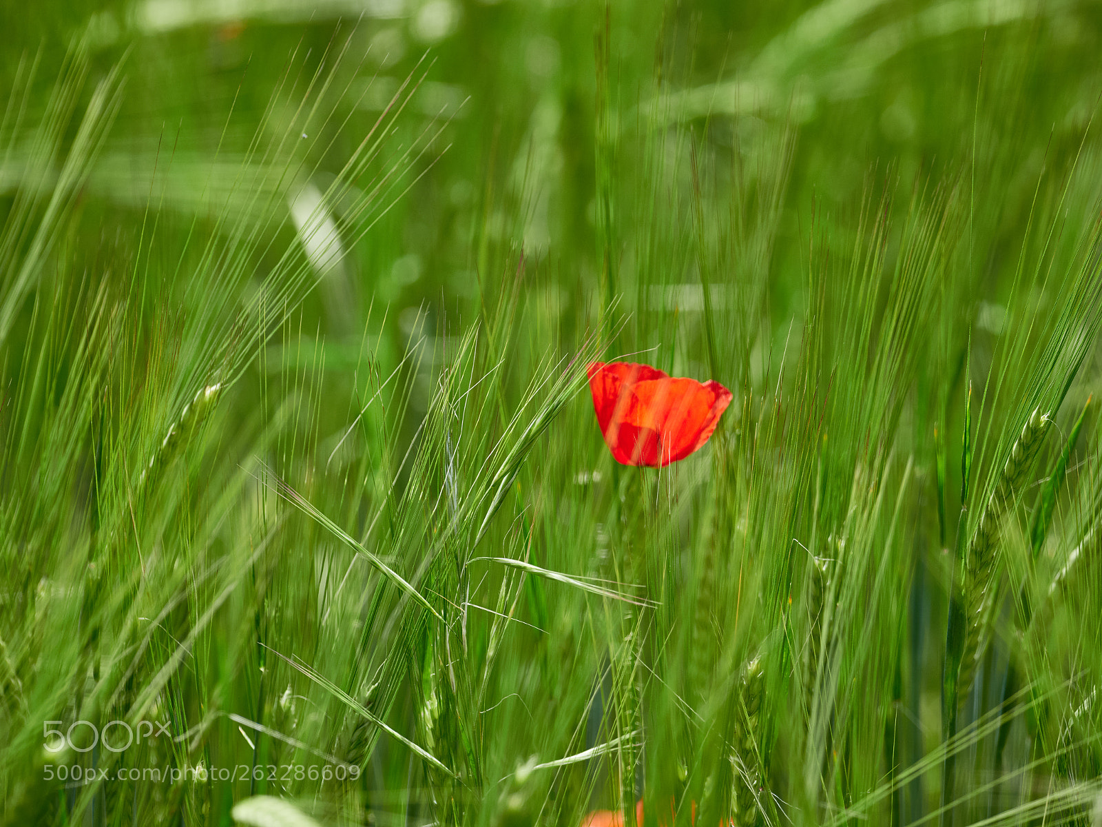 Olympus OM-D E-M1 Mark II sample photo. Lonely poppy photography