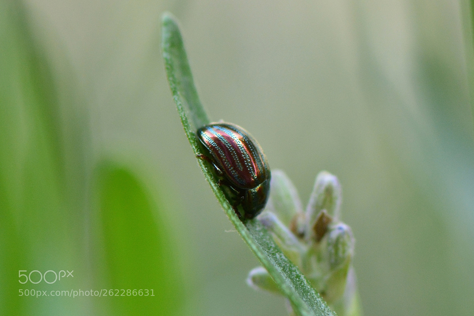 Nikon AF-S Micro-Nikkor 105mm F2.8G IF-ED VR sample photo. Chrysomèle du romarin... photography