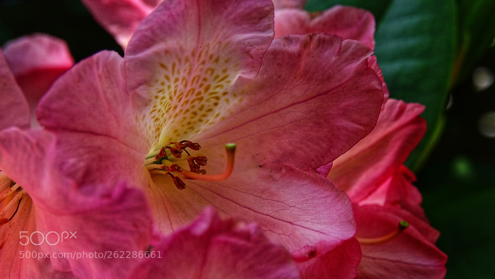 Sony Cyber-shot DSC-HX400V sample photo. Rhododendron photography