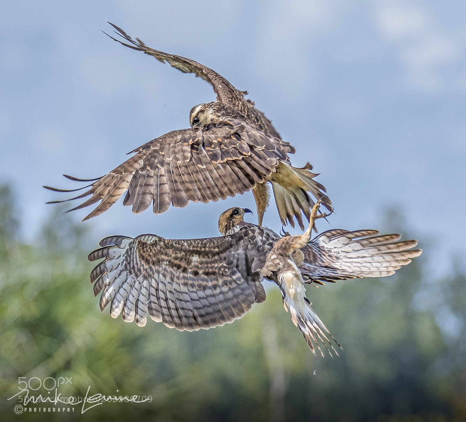 Nikon D500 sample photo. Juvenile snail kites photography
