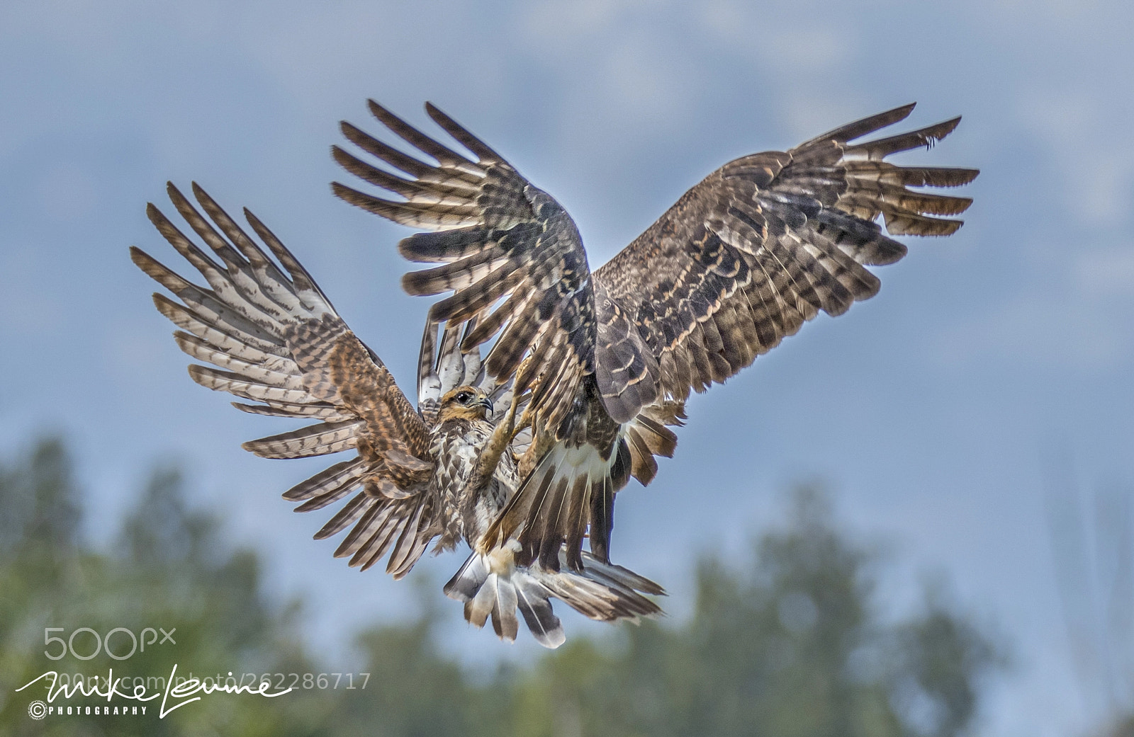 Nikon D500 sample photo. Juvenile snail kites photography