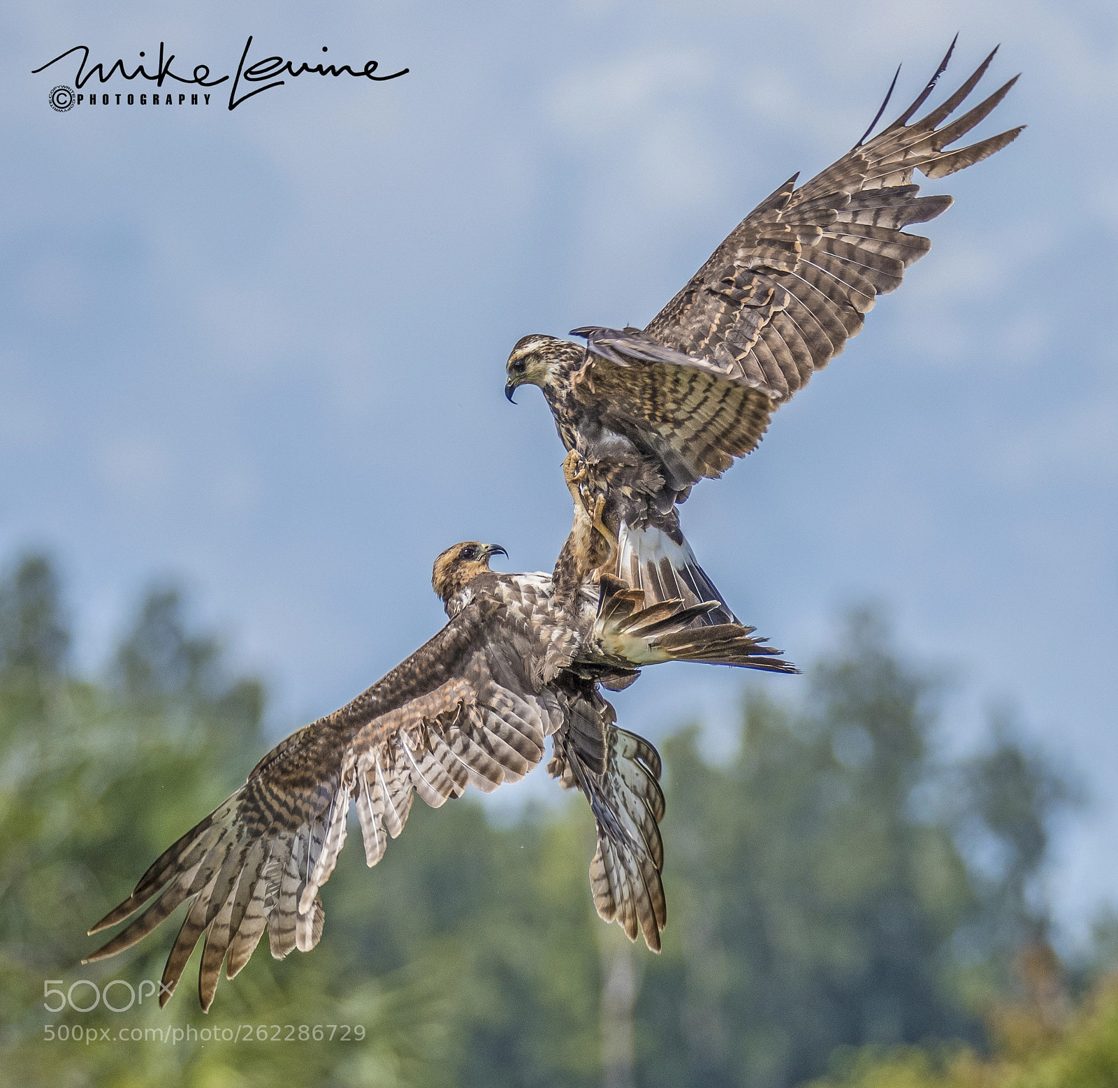 Nikon D500 sample photo. Juvenile snail kites photography