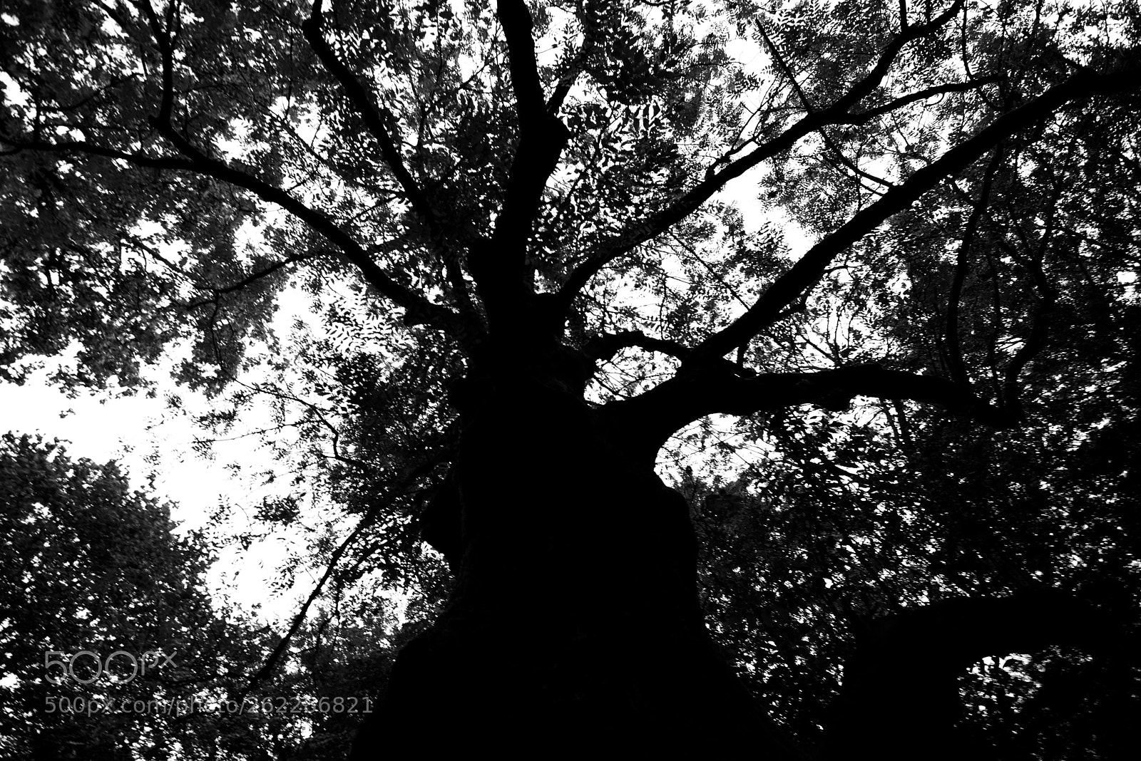Nikon D3400 sample photo. Strange tree photography