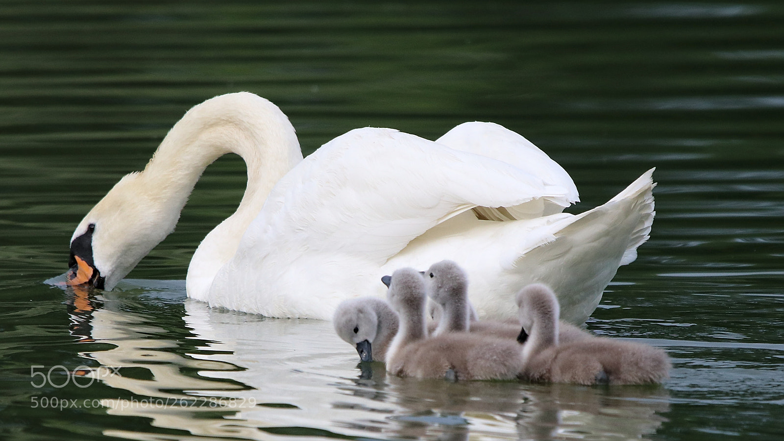 Sigma 150-600mm F5-6.3 DG OS HSM | C sample photo. Learn to drink photography