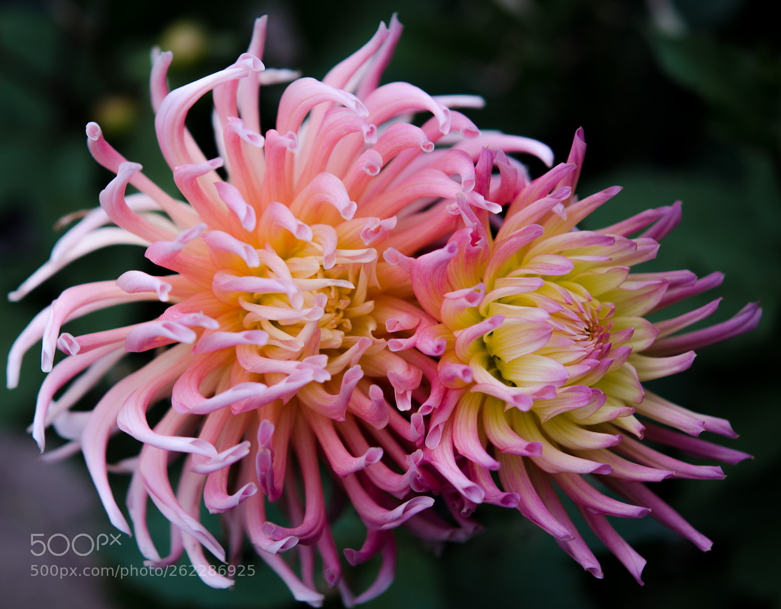 Nikon D7000 sample photo. Dahlia photography