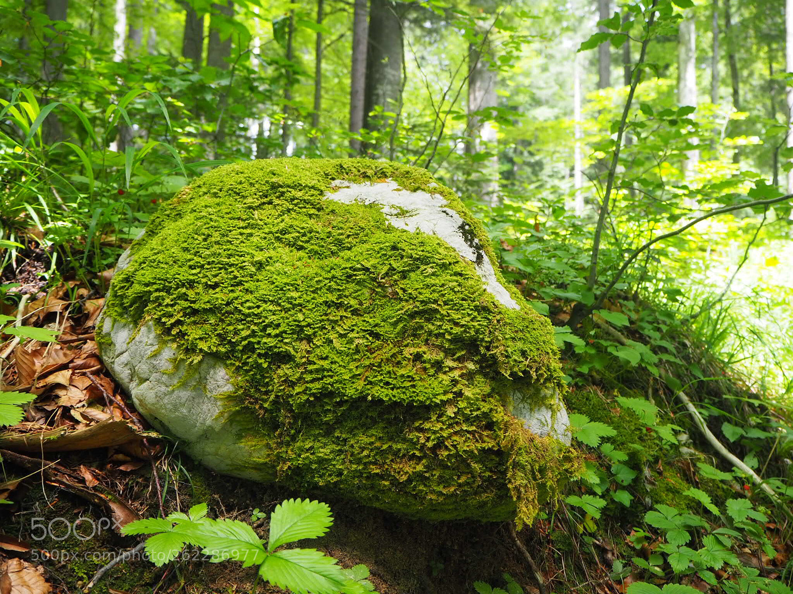 Olympus OM-D E-M10 III sample photo. Forest photography