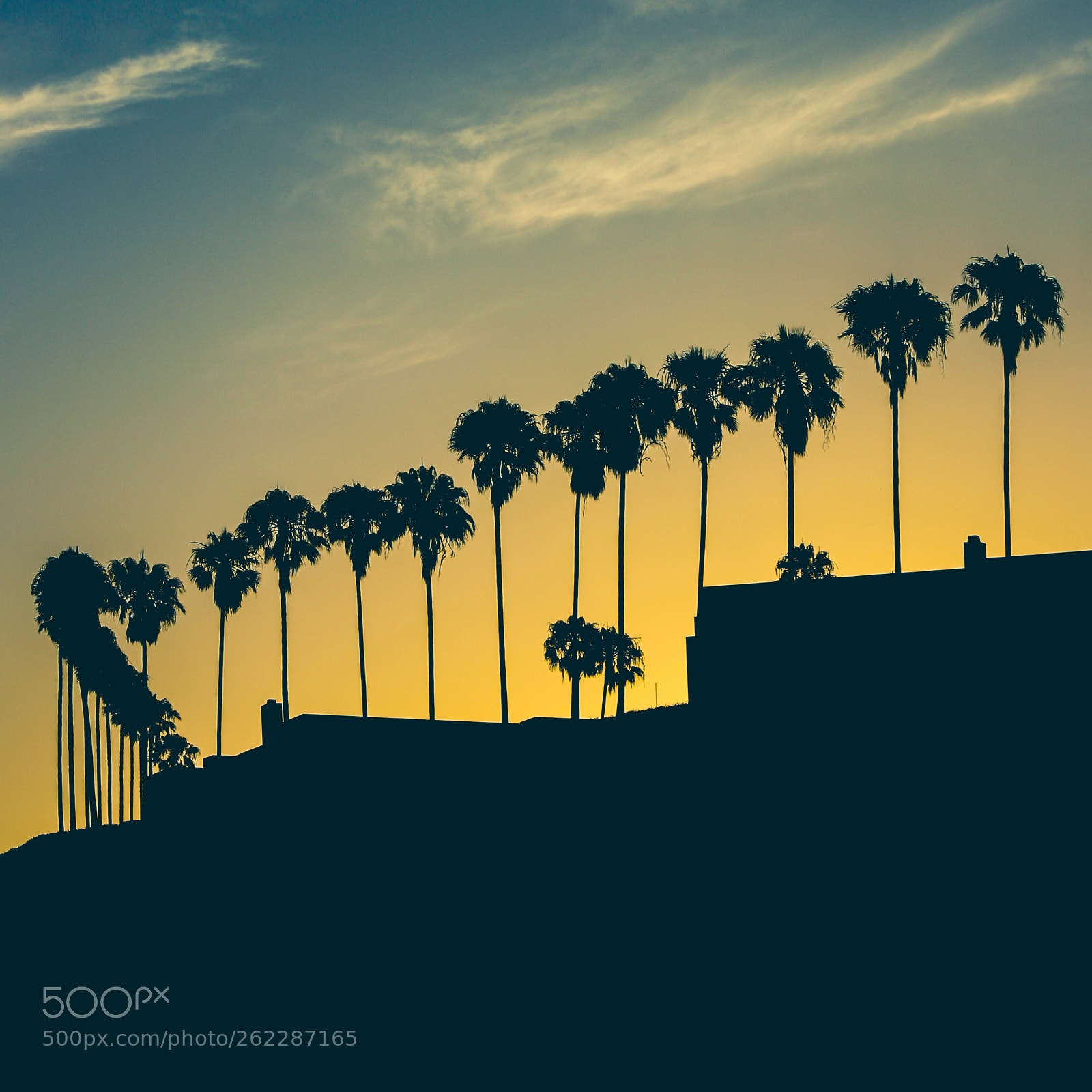 Canon EOS 600D (Rebel EOS T3i / EOS Kiss X5) sample photo. Row of palm trees photography