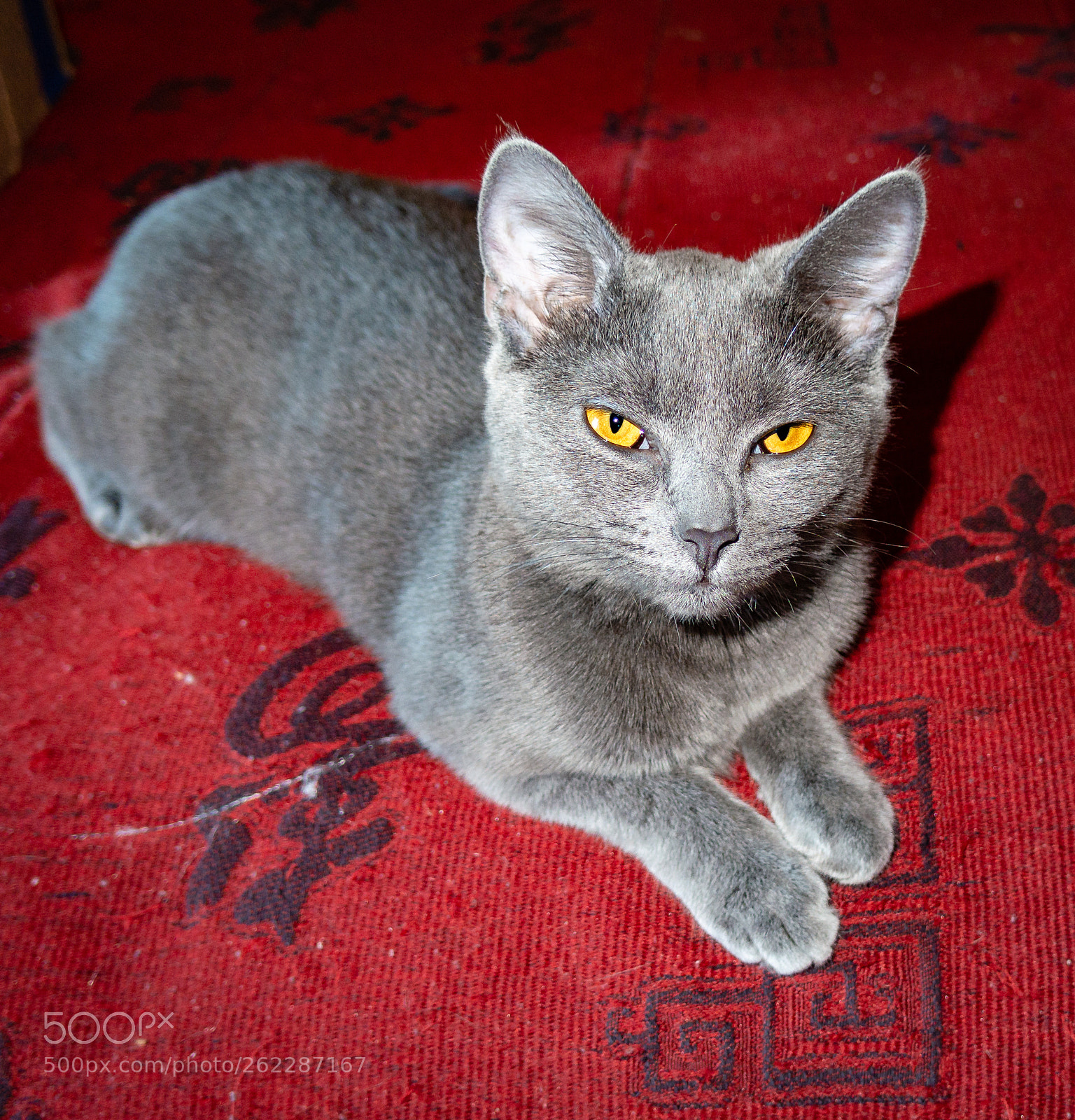 Pentax Q7 sample photo. Smokey is not amused photography