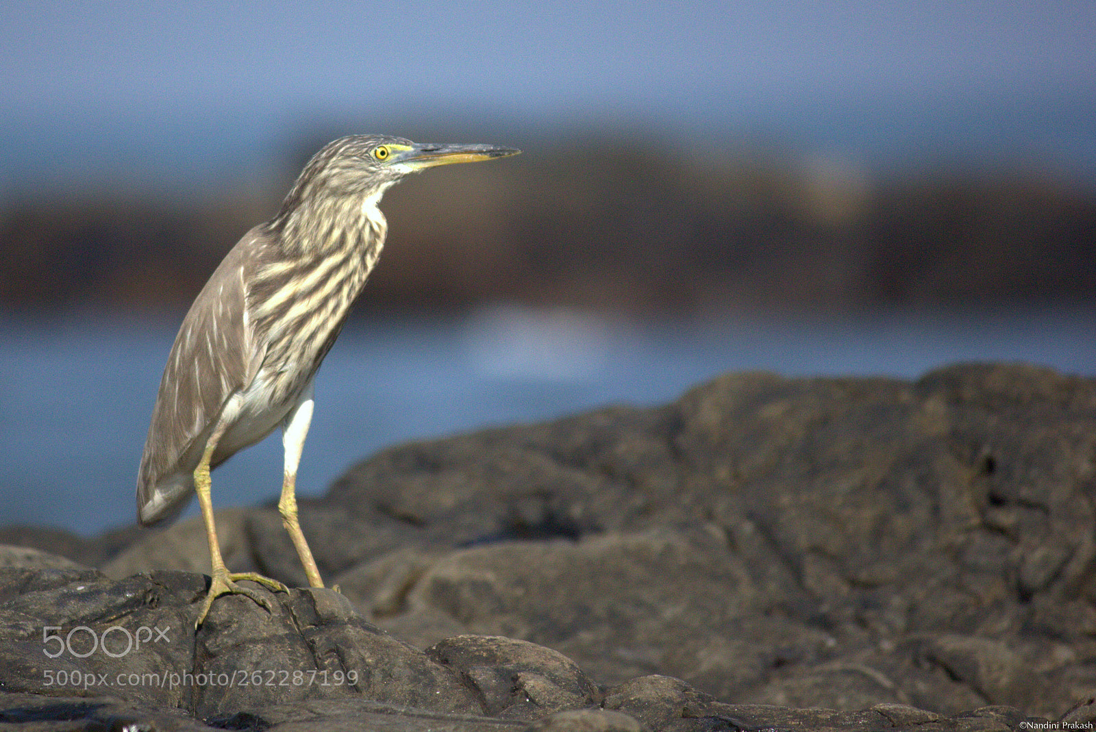 Canon EF-S 55-250mm F4-5.6 IS II sample photo. Ardeola grayii - indian photography