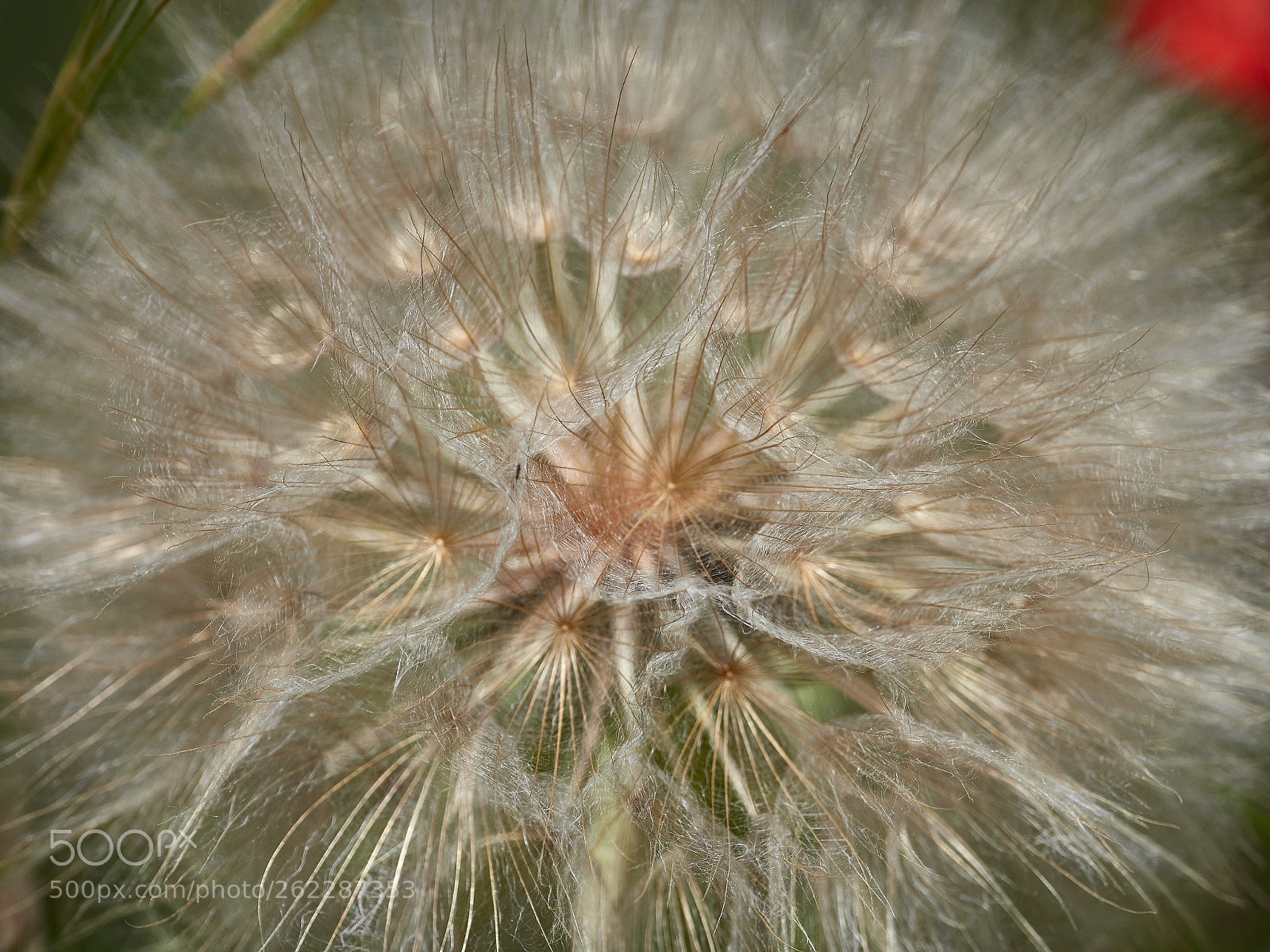 Olympus OM-D E-M1 Mark II sample photo. Dandelion photography