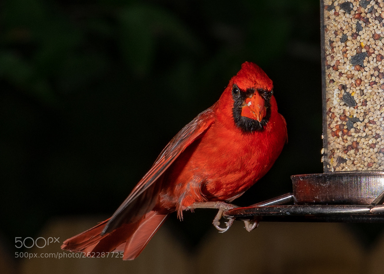 Nikon D500 sample photo. An angry looking cardinal photography