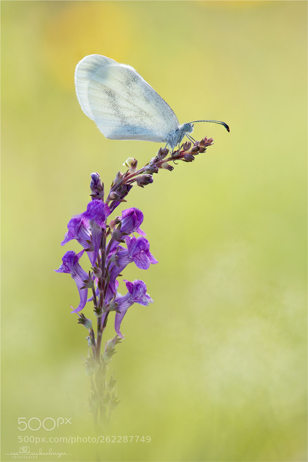 Nikon D850 sample photo. Real's wood white photography