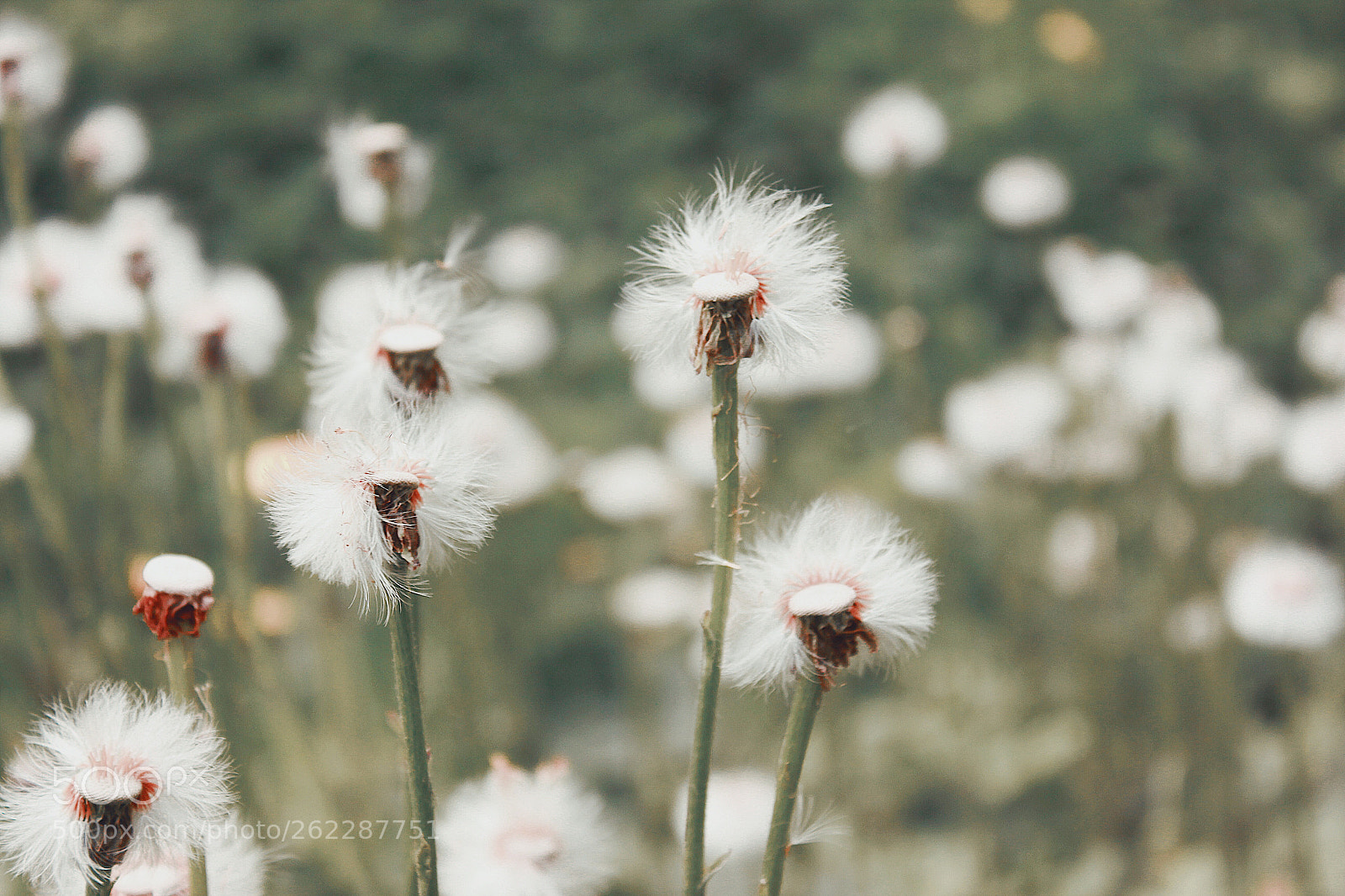 Canon EOS 550D (EOS Rebel T2i / EOS Kiss X4) sample photo. Nature photography