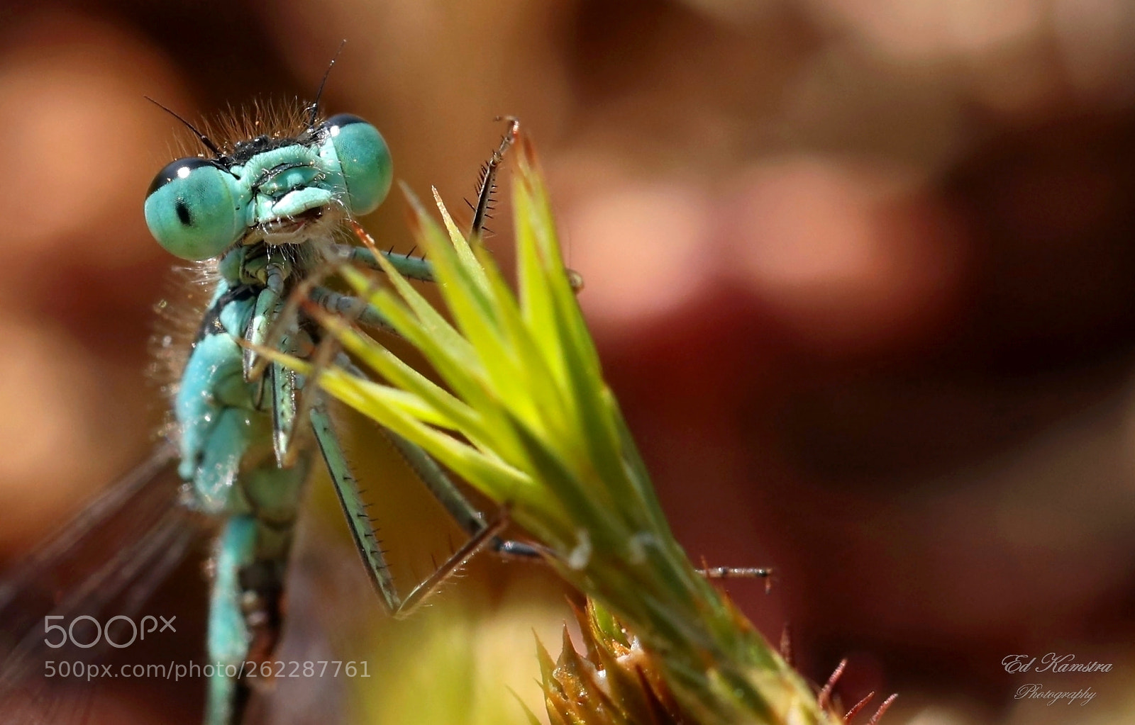 Canon EF 100mm F2.8L Macro IS USM sample photo. Dragonfly photography