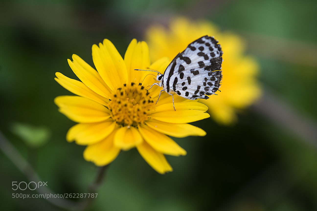 Nikon D810 sample photo. Butterfly photography