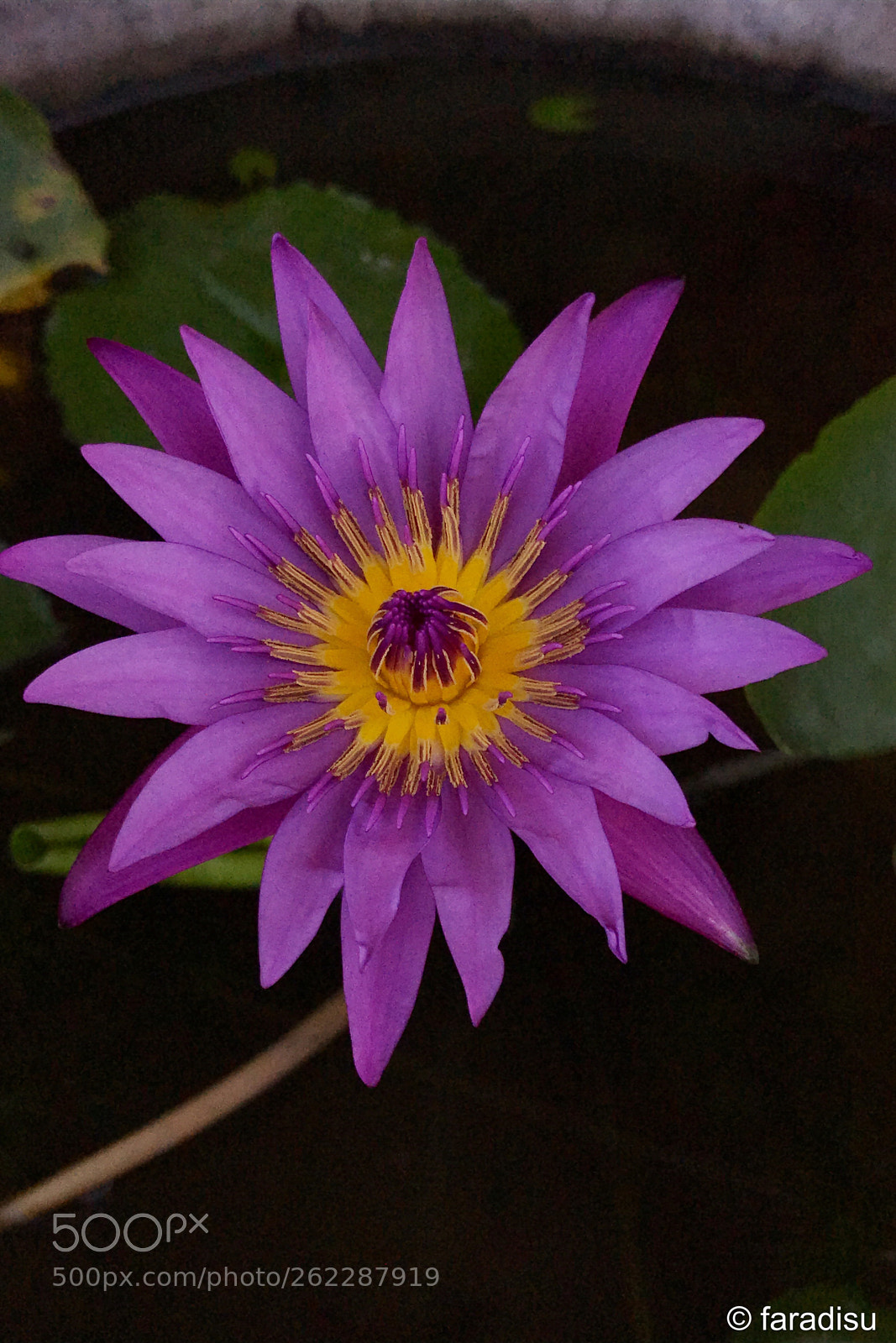 Apple iPhone 7 sample photo. The beauty of flowers photography