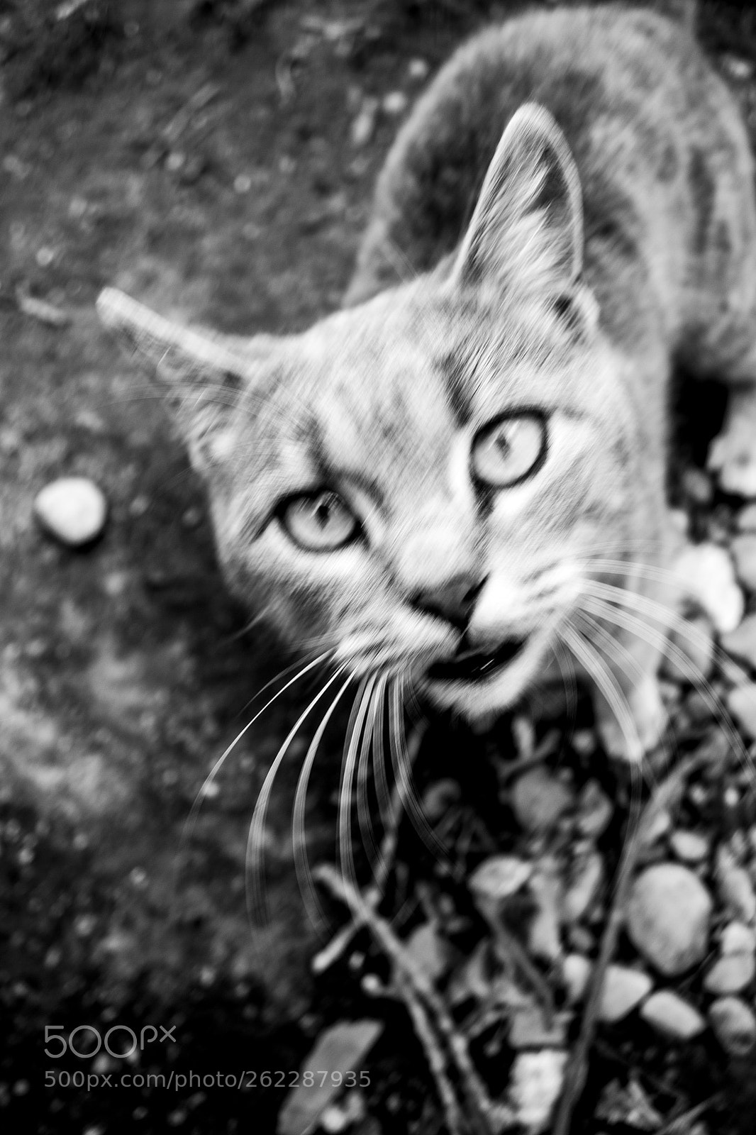 Nikon D3100 sample photo. Going in circles photography