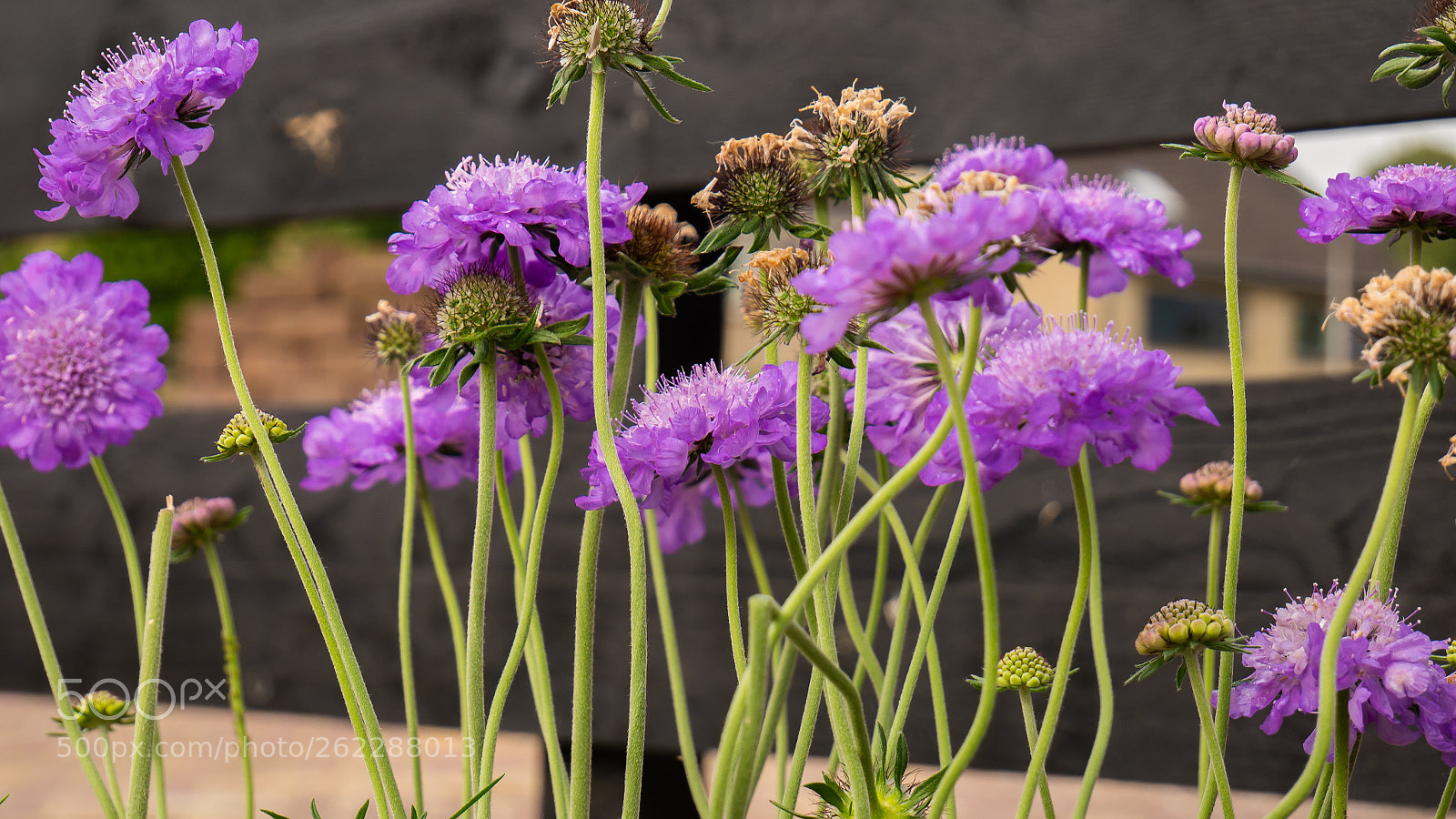 Panasonic Lumix DMC-G85 (Lumix DMC-G80) sample photo. Flowers around the mill photography