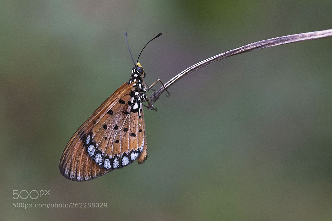 Nikon D80 sample photo. Butterfly photography