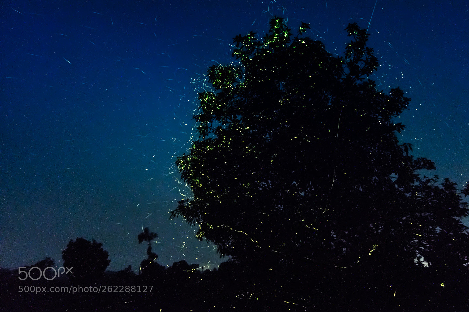 Nikon D7200 sample photo. Fireflies photography