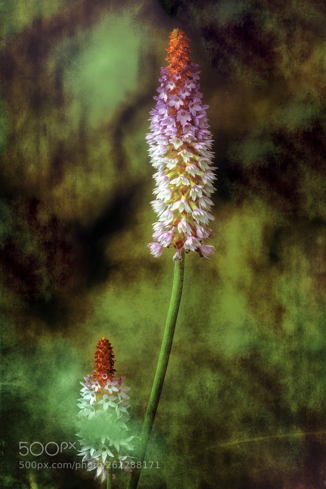 Canon EOS 5D Mark IV sample photo. Primula vialii (primula littoniana) photography
