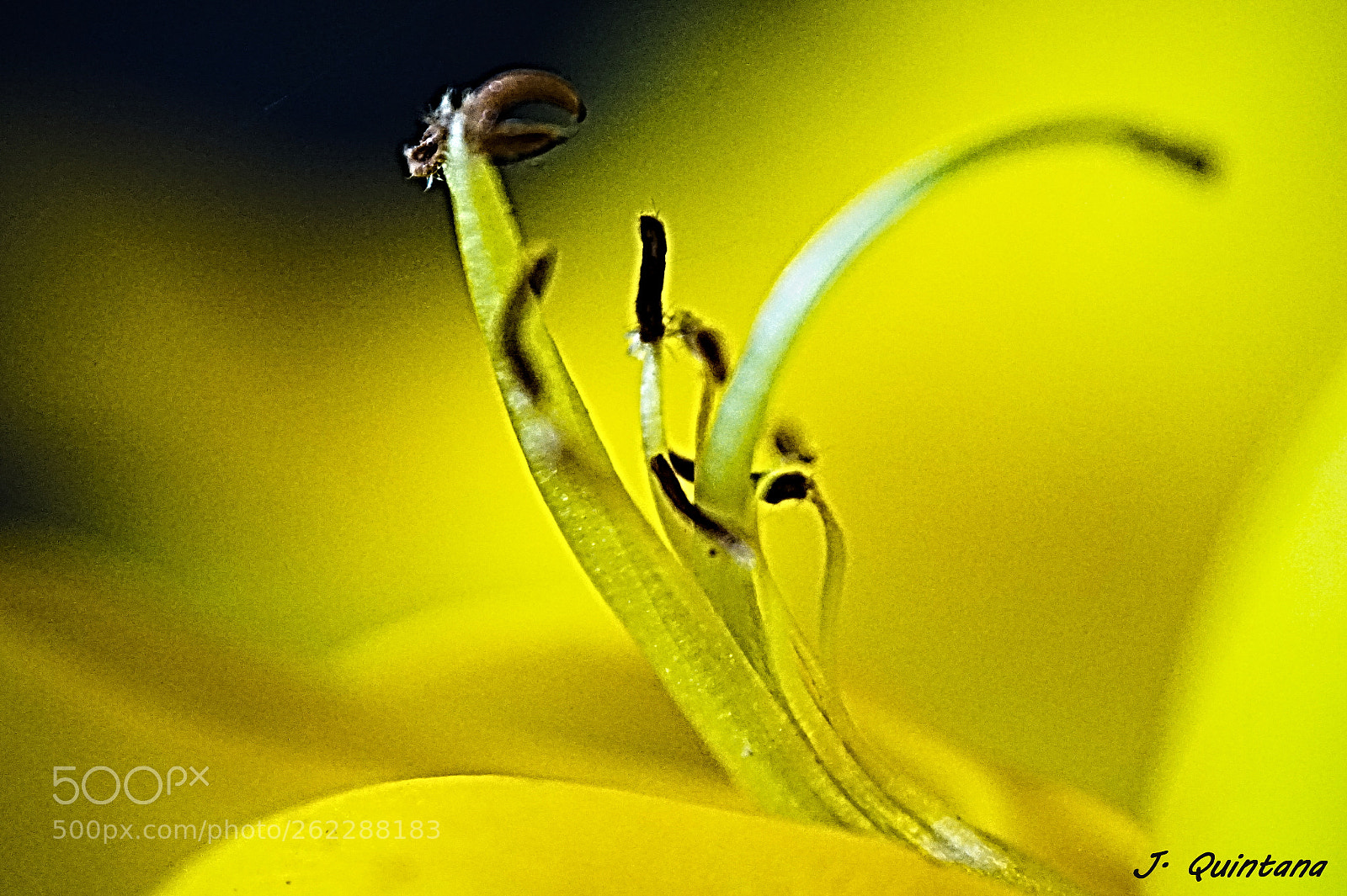 Sony Alpha a5000 (ILCE 5000) sample photo. Genista (retama) photography