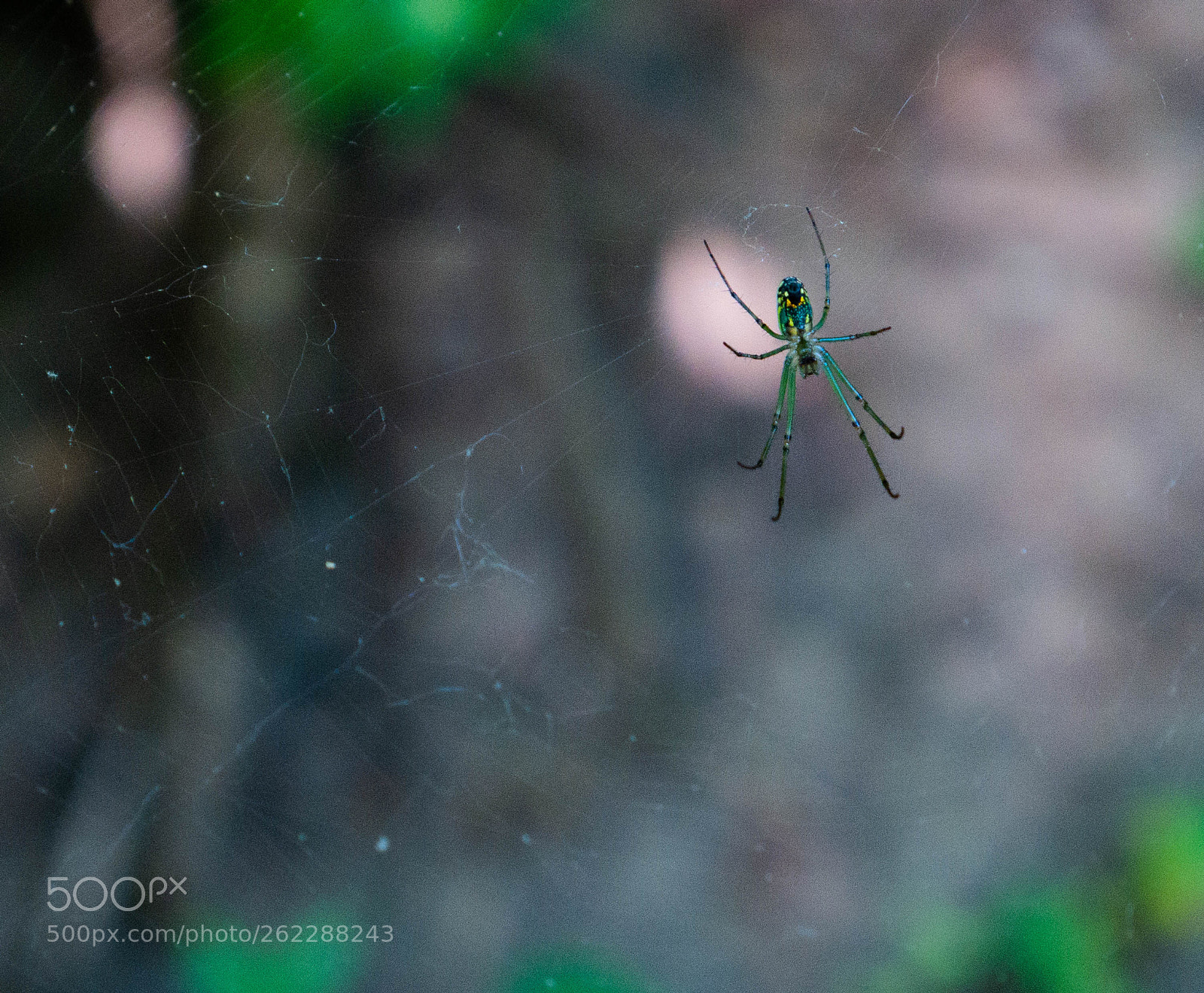 Panasonic Lumix DMC-G7 sample photo. Venusta orchard weaver photography