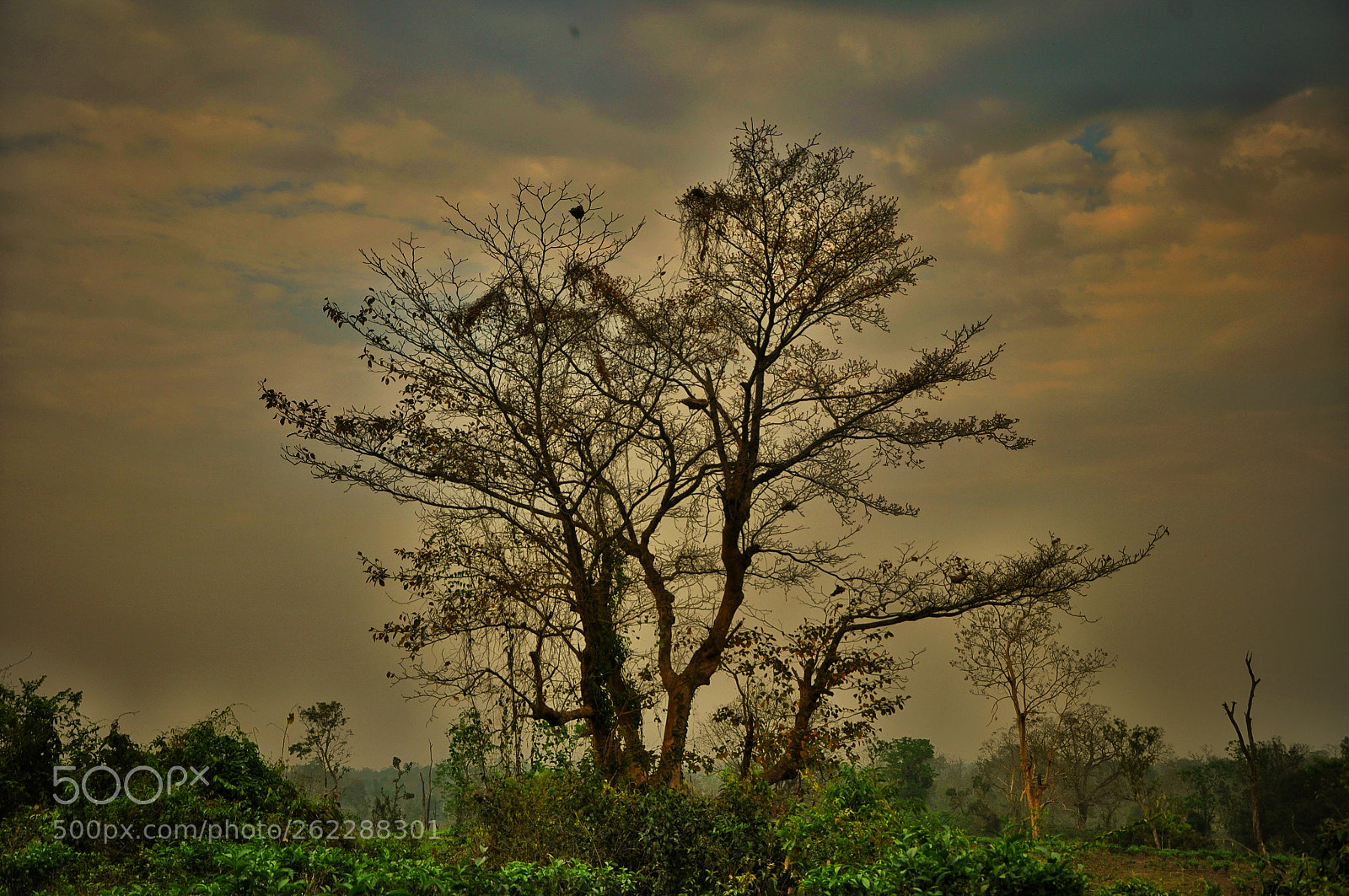Nikon D90 sample photo. Reflection of tree photography