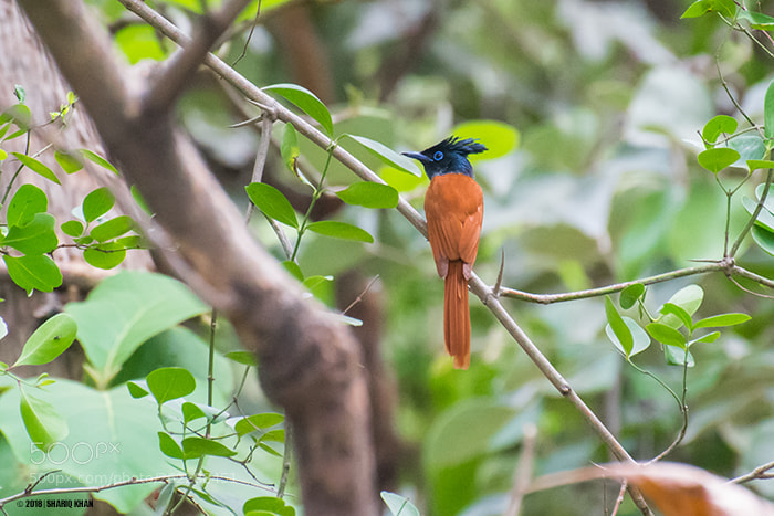 Nikon D3100 sample photo. Indian paradise flycatcher photography