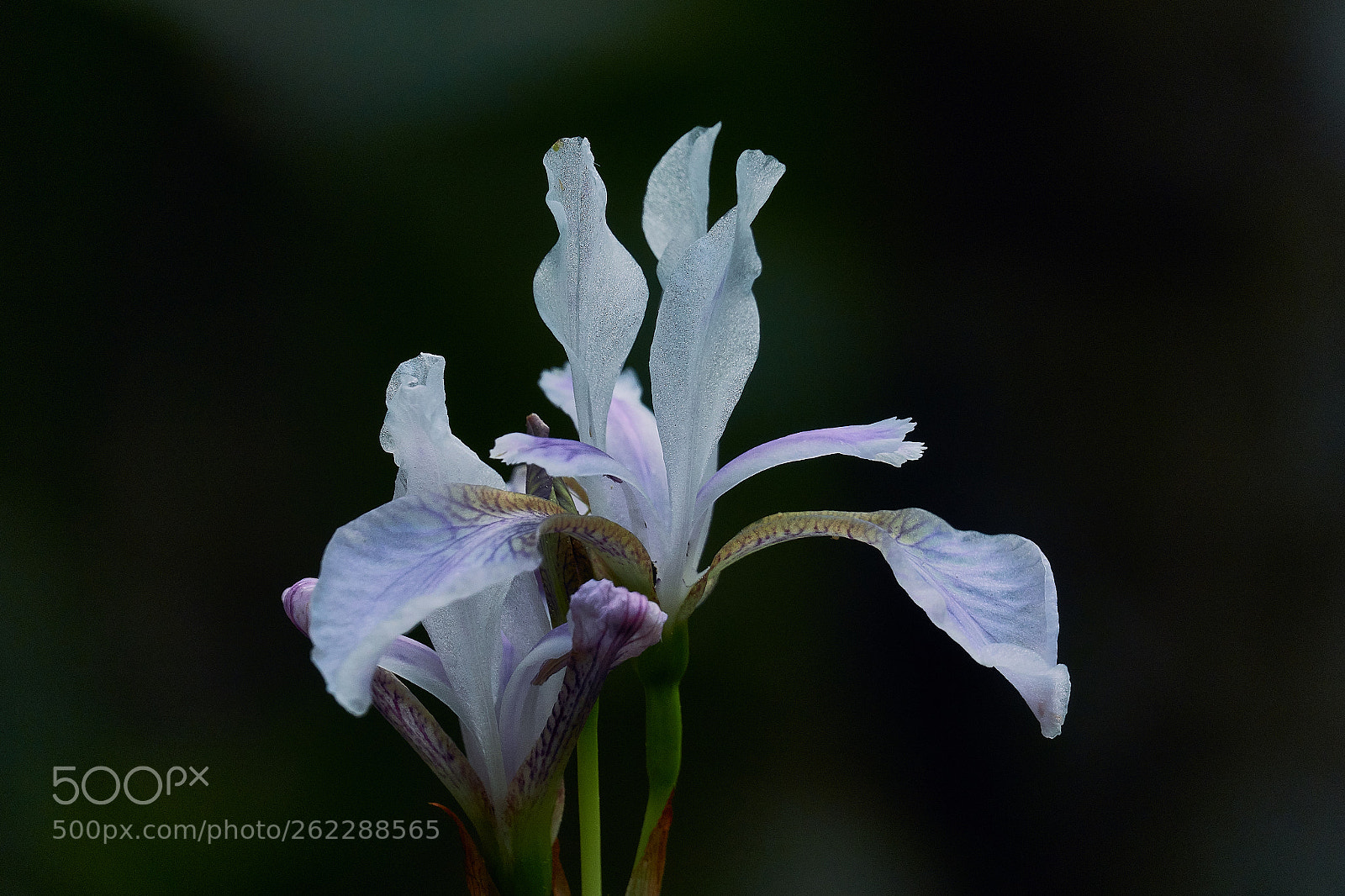 Sony Cyber-shot DSC-RX10 IV sample photo. Iris germanica photography