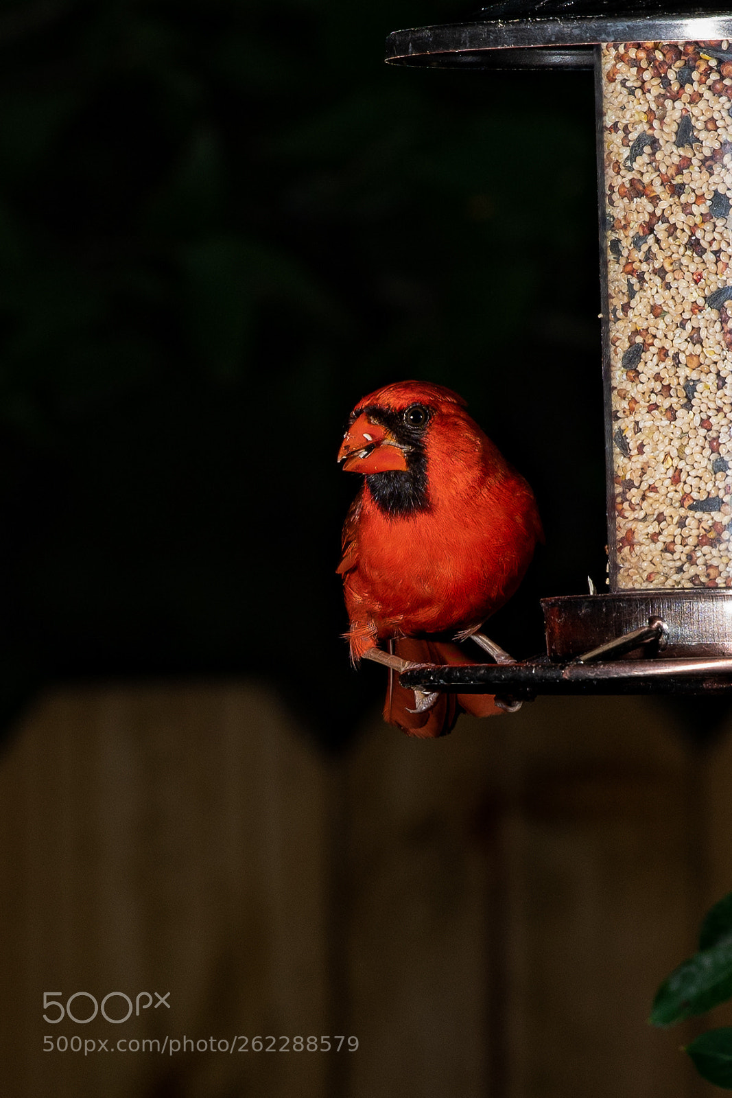 Nikon D500 sample photo. Cardinal post photography