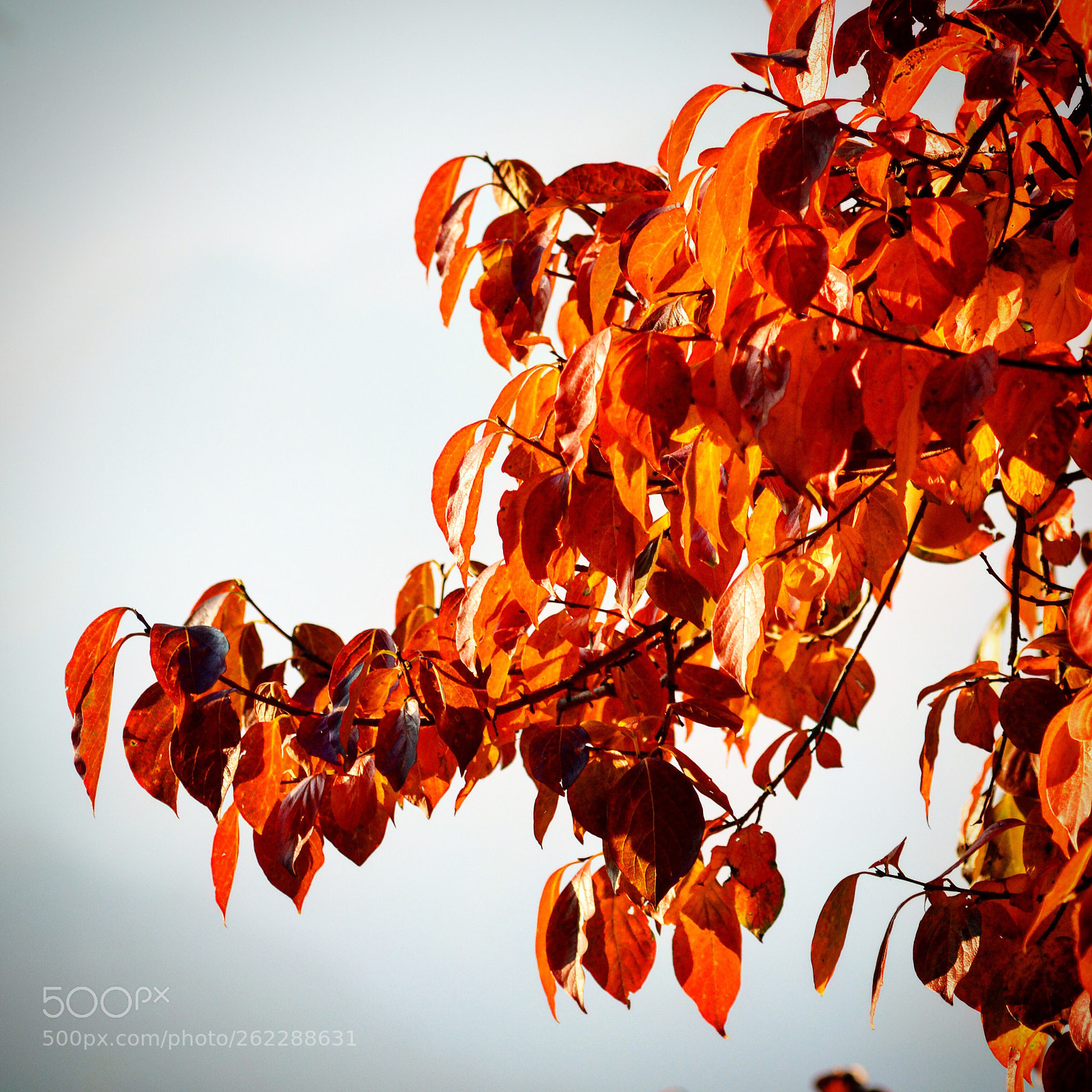 Nikon D3100 sample photo. Natura d’autunno photography