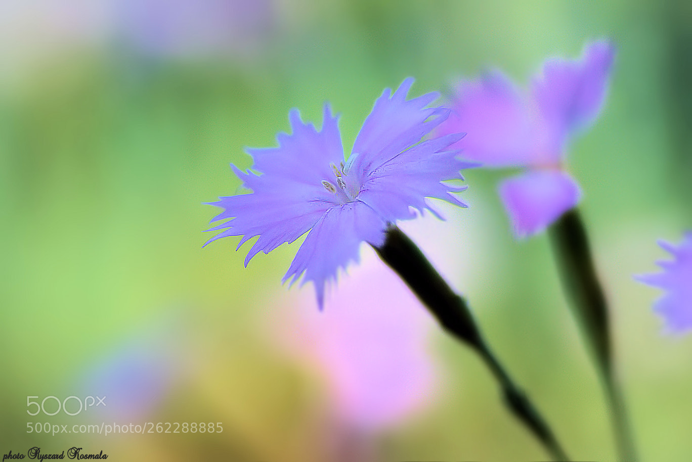 Sony Alpha DSLR-A300 sample photo. In pastel photography