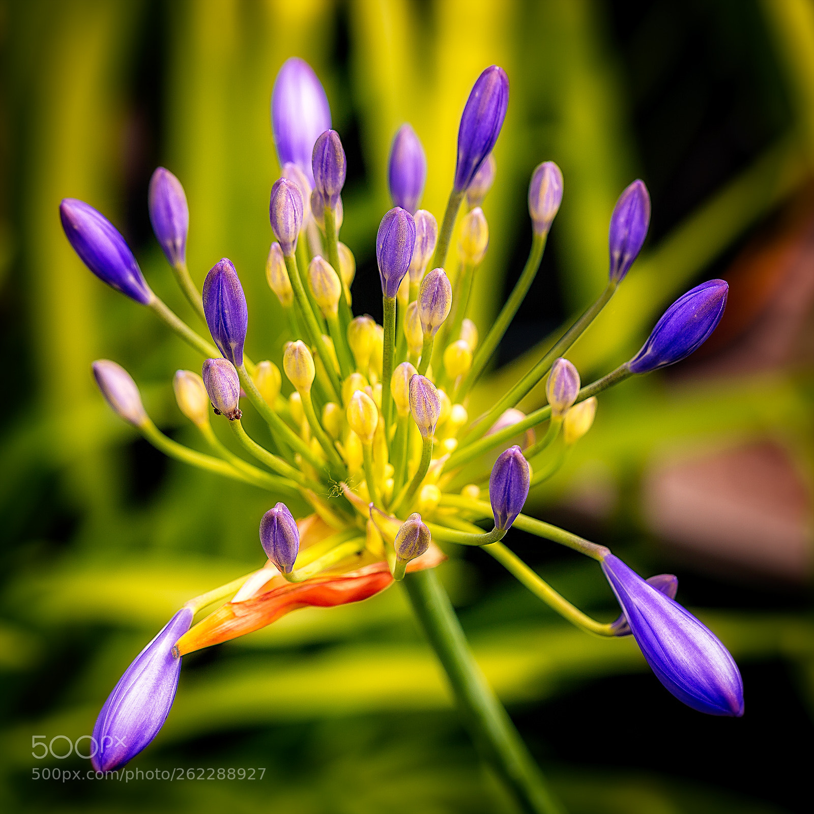 Canon EOS 6D sample photo. Agapanthus photography