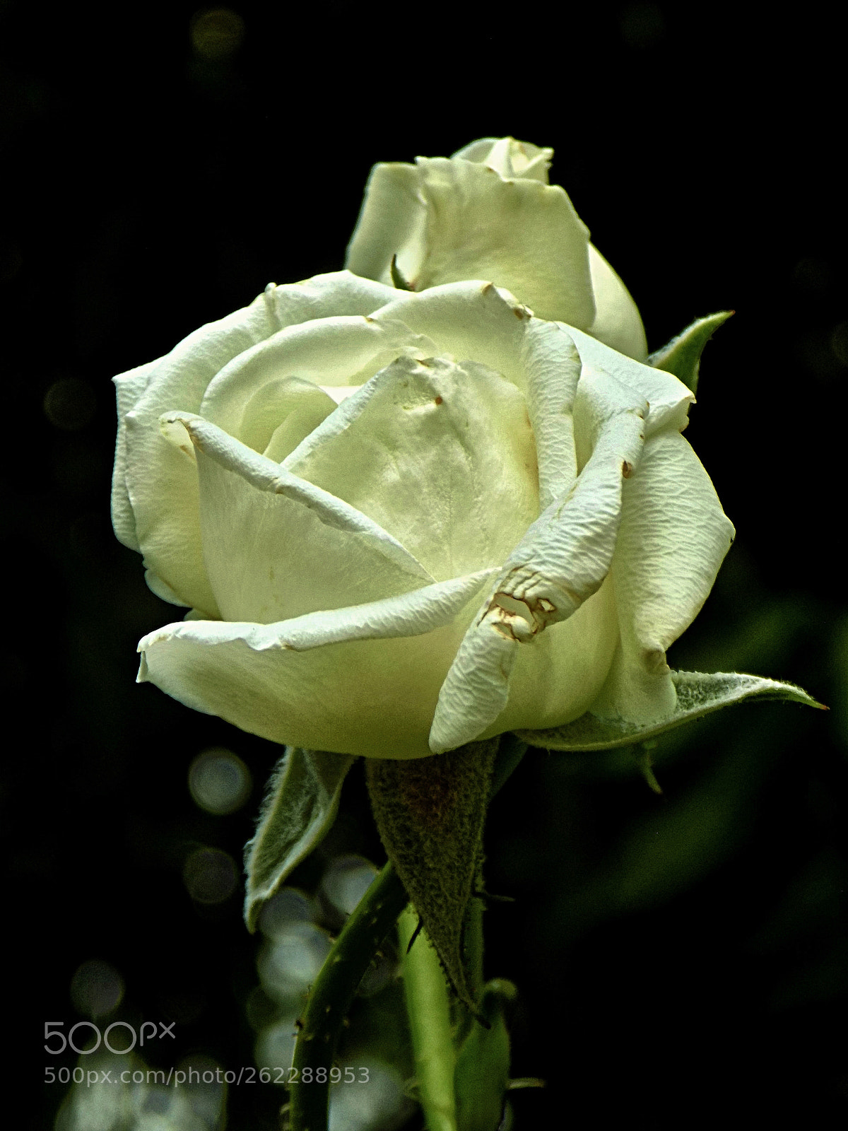 Nikon COOLPIX L330 sample photo. Rose..... photography