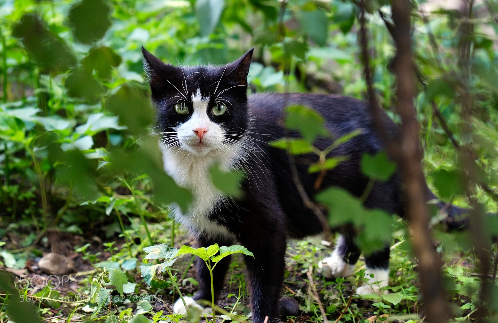 Fujifilm X-T20 sample photo. Young homeless cat felix photography