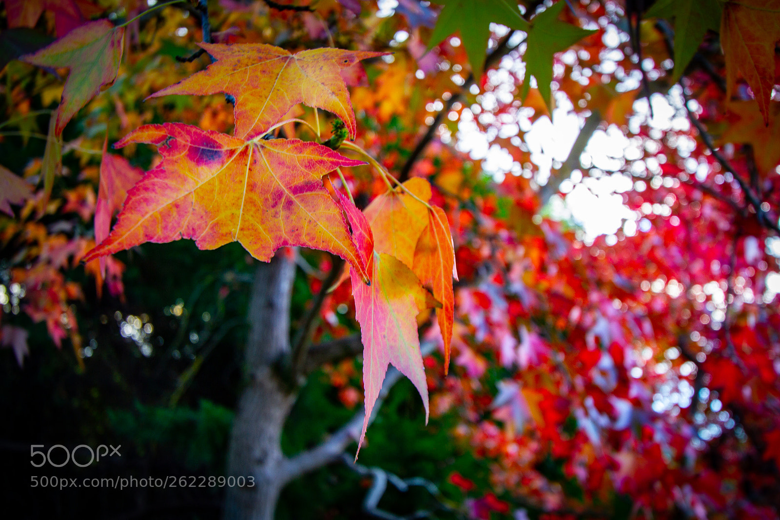 Canon EOS 7D sample photo. Autumn leaves photography