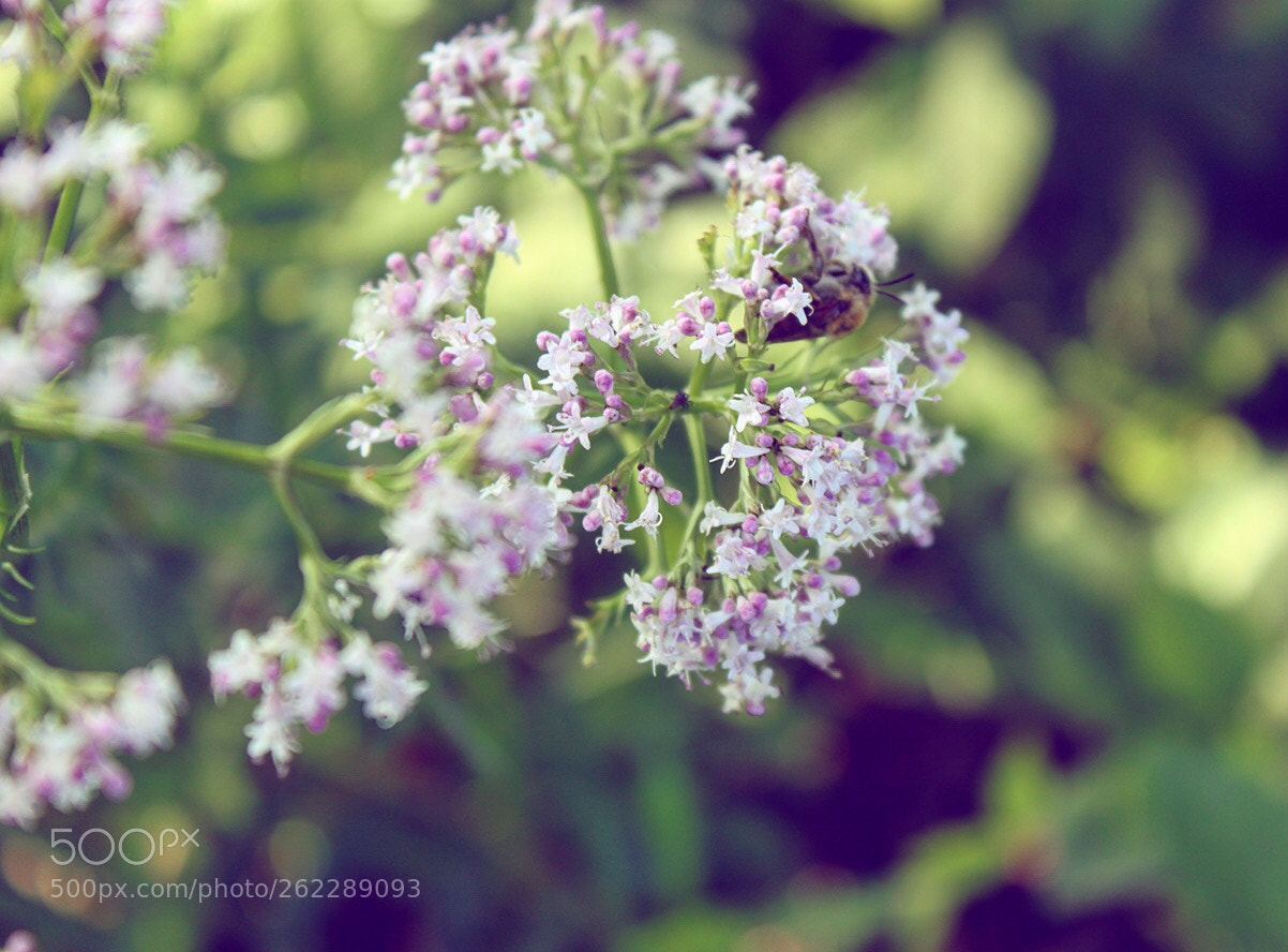 Canon EOS 500D (EOS Rebel T1i / EOS Kiss X3) sample photo. Find the bee photography